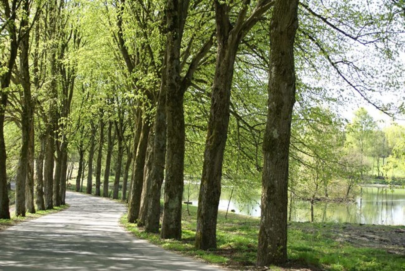 L'allée des Tilleuls